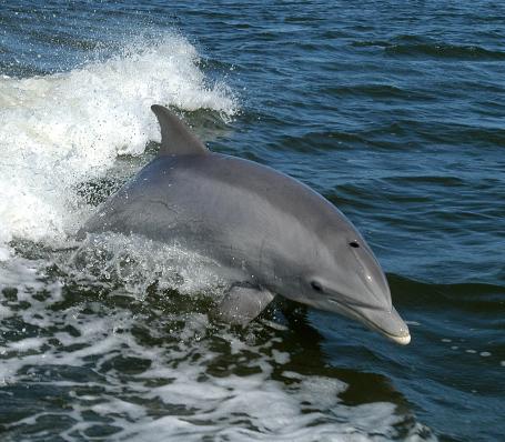 Wetenschap: Snot helpt dolfijnen vissen op te sporen