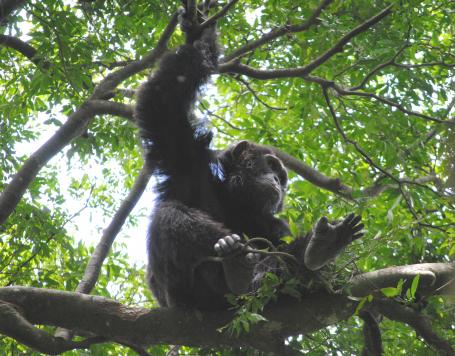 Wetenschap: Chimps kiezen nauwkeurig een slaapboom