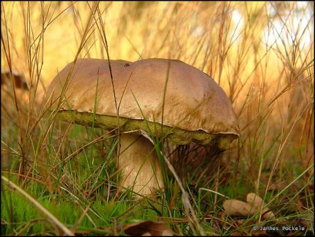 Onverwachte paddenstoelen